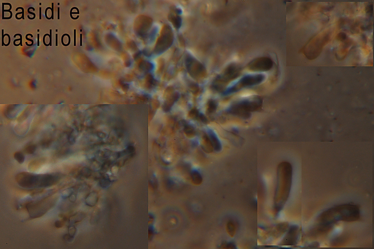 Altra crosta bianca - foto 1312 (Crustomyces subabruptus)
